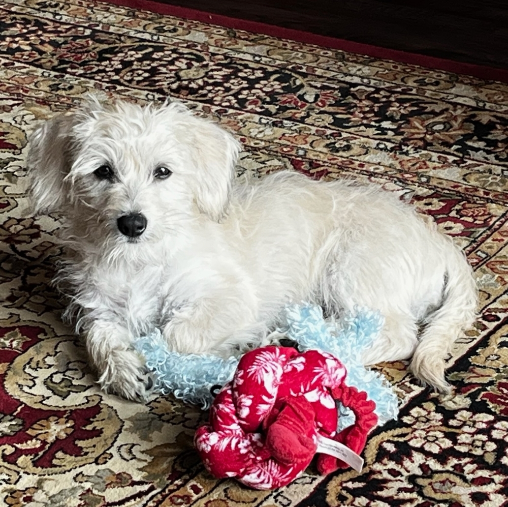 Introducing Lily Belle September 2022